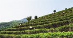 在五指山市水满乡椰仙茶园，村民们正在进行采摘茶叶比赛。武威 摄 - 中新网海南频道