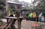 图为海南热带动植物园内的大熊猫。（资料图片） 尹海明 摄 - 中新网海南频道