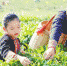 符小芳（右一）在茶园采摘茶叶。 本报记者 苏晓杰 摄 - 中新网海南频道