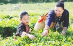 符小芳（右一）在茶园采摘茶叶。 本报记者 苏晓杰 摄 - 中新网海南频道