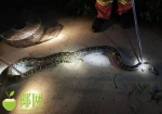 惊悚！海口大致坡镇一村民起夜方便，蟒蛇就盘踞在边上… - 海南新闻中心