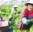 澄迈金江镇大茂村村民在酸菜基地采收原料。 - 中新网海南频道