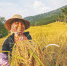 　种植山兰稻成为白沙农民致富手段之一。袁琛 摄 - 中新网海南频道
