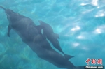 三亚诞生首例人工饲育环境下自然分娩点斑原海豚 - 中新网海南频道