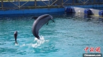 三亚诞生首例人工饲育环境下自然分娩点斑原海豚 - 中新网海南频道
