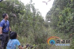 超萌！陵水工地发现一窝6只“鸮宝” 多方保护喂养后放归森林 - 海南新闻中心