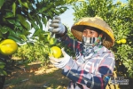 11月18日，龙江农场的红橙橙园里，职工在采摘红橙。 海南日报记者 袁琛 摄 - 中新网海南频道