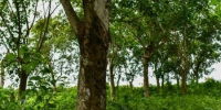 天然橡胶是重要的工业原料和战略物资，海南省产量约占全国总产量42%，图为海南中部橡胶林。　王子谦 摄 - 中新网海南频道