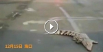 实拍！鳄鱼在海口滨海大道“溜达” 交警、动物协会合力紧急处置 - 海南新闻中心