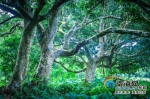 　海南热带雨林的绿，绿得神秘。 李幸璜 摄 - 中新网海南频道