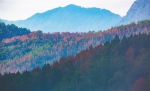 　五指山的红叶在晨雾中若隐若现。海南日报记者 李天平 摄 - 中新网海南频道