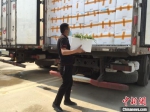 工人正在搬运新鲜瓜菜。　王晓斌 摄 - 中新网海南频道