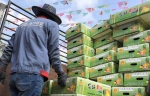 镇长“跑腿” 菠萝俏销 海口美兰区大致坡镇一天卖了32000斤“香水菠萝” - 海南新闻中心