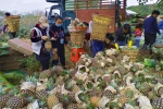 镇长“跑腿” 菠萝俏销 海口美兰区大致坡镇一天卖了32000斤“香水菠萝” - 海南新闻中心