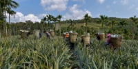 工人正在采摘菠萝。　骆云飞 摄 - 中新网海南频道