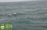 有点危险！琼州海峡航道附近海域来了60至70只海豚宝宝 - 海南新闻中心