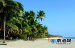 海南首批椰子苗木综合保险落地 椰子槟榔橡胶“三棵树”都有保险啦 - 海南新闻中心