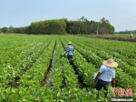 图为临高县临城镇抱瑞村种植的毛豆。凌楠 摄 - 中新网海南频道