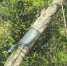 图为海南热带雨林国家公园核心保护区边界处试点安装的电子围栏。　王子谦 摄 - 中新网海南频道
