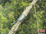 图为海南热带雨林国家公园核心保护区边界处试点安装的电子围栏。　王子谦 摄 - 中新网海南频道
