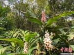 海南热带雨林国家公园植物。　王子谦 摄 - 中新网海南频道