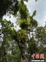 海南热带雨林国家公园内已记录有野生维管植物3577种，图为雨林植物。　王子谦 摄 - 中新网海南频道