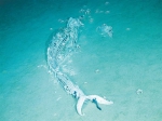 我国科学家在南海拍摄到的鲸落图像。(TS16航次共同首席科学家、中山大学海洋科学学院副教授谢伟供图) - 中新网海南频道