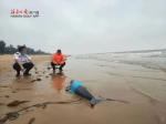 一条小型江豚搁浅在海口滨海大道新国宾馆附近海滩搁浅，多部门联合救助。 - 中新网海南频道
