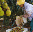 工人们在果园采摘荔枝。　王晓斌 摄 - 中新网海南频道