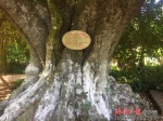 临高这1914株百年古树有“身份证”了！其中500年以上古树9株 - 海南新闻中心