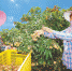 5月15日，在海垦红明农场公司的荔枝园，工人忙着采摘荔枝。 本报记者 袁琛 摄 - 中新网海南频道