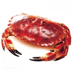 海口一男子把“正直爱洁蟹”当“面包蟹” 认错蟹吃出问题 - 海南新闻中心
