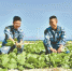 “点沙成土”：西沙海滩种植蔬菜首获成功 - 中新网海南频道