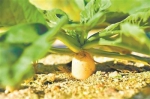 “点沙成土”：西沙海滩种植蔬菜首获成功 - 中新网海南频道