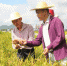 万宁试验130亩“海水稻”熟了 亩产690斤 - 中新网海南频道