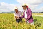 万宁试验130亩“海水稻”熟了 亩产690斤 - 中新网海南频道