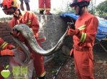 吓人！蟒蛇闯入三亚一居民家中吃鸡，约2米长、重20斤…… - 海南新闻中心