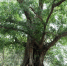 最高树龄1500年！海南公布一级保护古树1081株 - 海南新闻中心