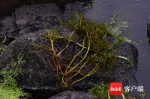 海口发现海南独有物种——邢氏水蕨 系国家二级重点保护植物 - 海南新闻中心