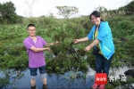 海口发现海南独有物种——邢氏水蕨 系国家二级重点保护植物 - 海南新闻中心