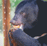 一只黑熊在阴凉的水池旁食用胡萝卜。 - 中新网海南频道