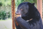 一只黑熊在阴凉的水池旁食用胡萝卜。 - 中新网海南频道