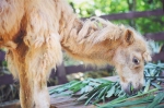 骆驼宝宝“惊蛰”在食用草料。 - 中新网海南频道