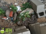 吓人！3米长的大蟒蛇私闯昌江一民宅 民警捕获放生 - 海南新闻中心
