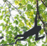 白沙青松乡斧头岭，长臂猿在果树上穿梭觅食。海南日报记者 李天平 摄 - 中新网海南频道