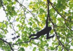 白沙青松乡斧头岭，长臂猿在果树上穿梭觅食。海南日报记者 李天平 摄 - 中新网海南频道