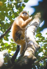 长臂猿护着婴猿警惕地观察周围动静。(摄于2009年)海南日报记者 苏晓杰 摄 - 中新网海南频道
