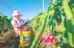 近日，在海垦红明农场，农户们忙着采摘、装运火龙果。袁琛 摄 - 中新网海南频道
