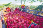 近日，在海垦红明农场，农户们忙着采摘、装运火龙果。袁琛 摄 - 中新网海南频道