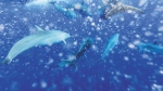 我国科研人员在南海某海域拍摄到抹香鲸。 图片来自新华社 - 中新网海南频道